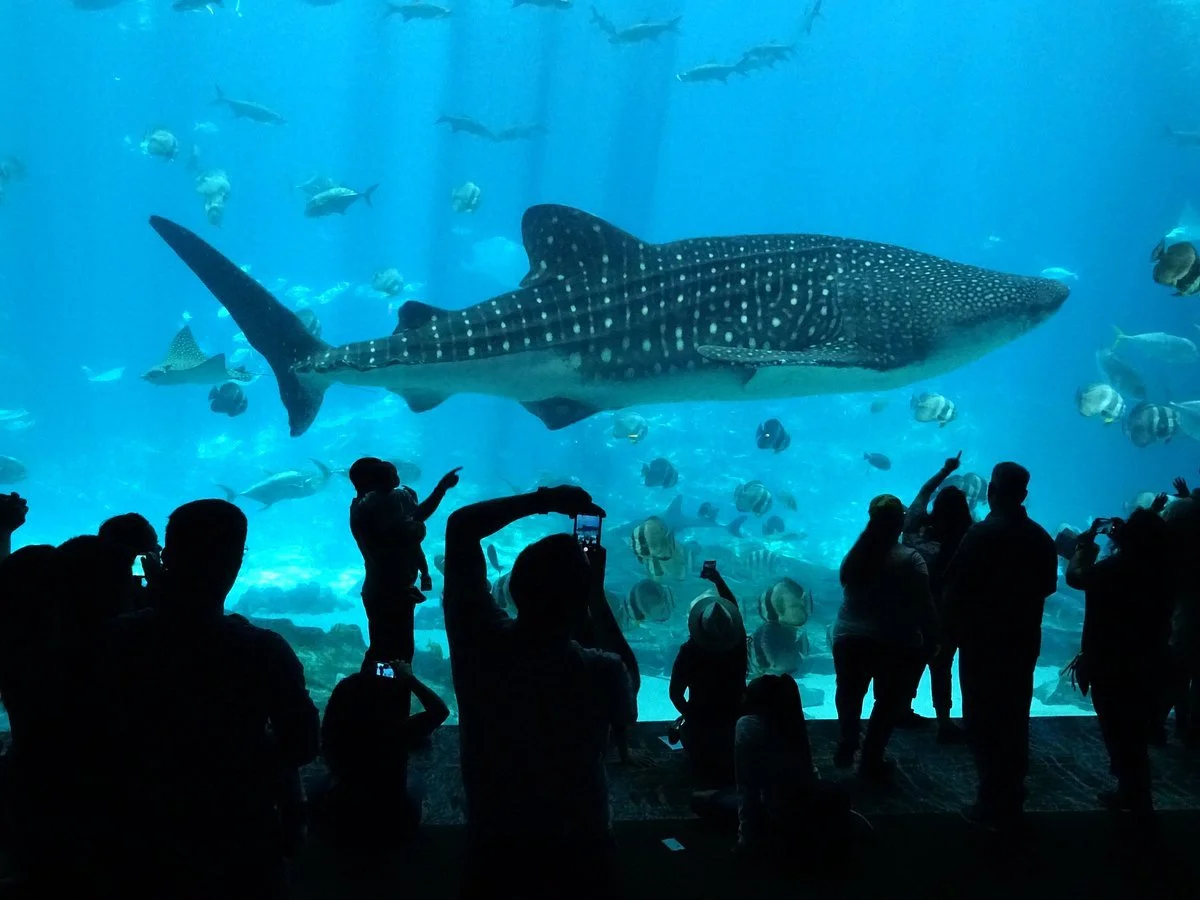 Aquarium + Dinner Prize Pack